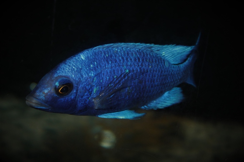 Placidochromis sp. 'phenochilus tanzania'